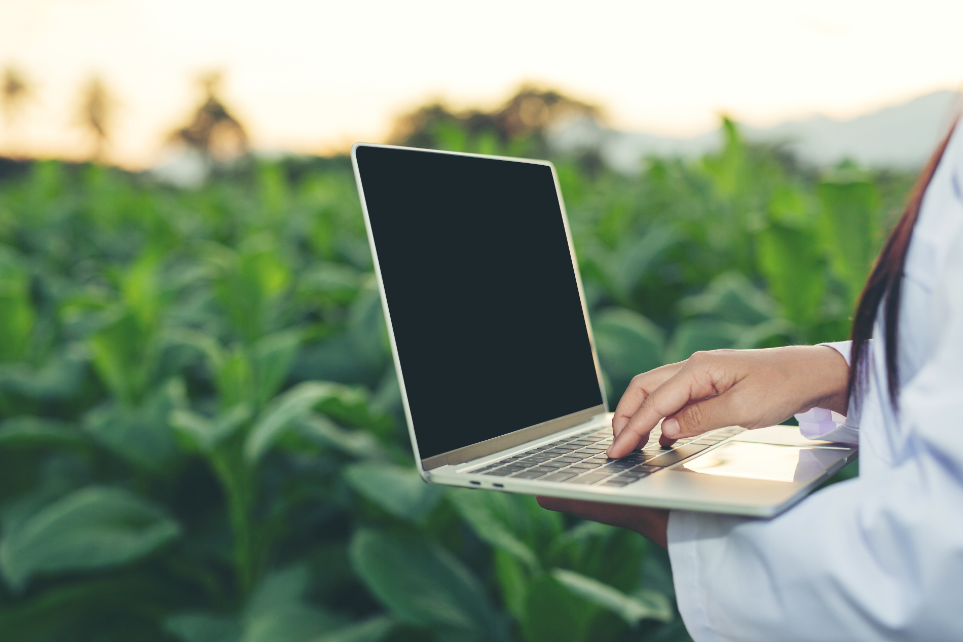 Innovación en la agricultura